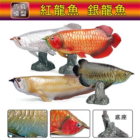 銀龍魚|雙鬚骨舌魚